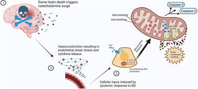 Mitochondrial responses to brain death in solid organ transplant